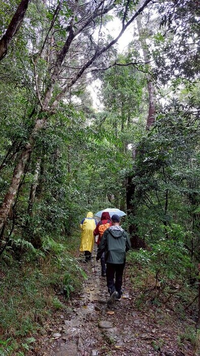 雨林(攝影:張晉)圖片